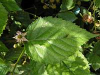 Framboises (Pas de Calais) (01) (Photo F. Mrugala)